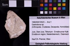 Foto (Objekt + Etiketten) von Gastrodorus sp. (NHMW-GEO-1990-0041-0523)